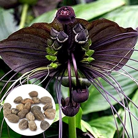 Seed 10Pcs Funny Rare Black Bat Tacca Chantrieri Whiskers Flower Seeds Garden Plants