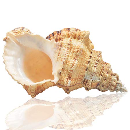 Jangostor  Large Natural Sea Shells, Huge Ocean Conch 7-8 inches Jumbo Seashells Perfect for Wedding Decor Beach Theme Party, Home Decorations,DIY Crafts, Fish Tank and Shell Collectors (Color 5)