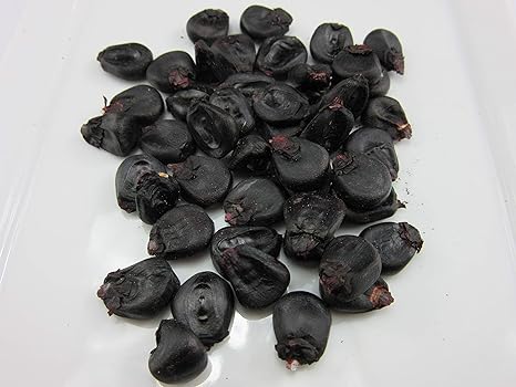1300-Sweet Giant Black Mexican Corn (B.Iroquois) Seeds by Robsrareandgiantseeds UPC0764425788713 Non-GMO,Organic,USA Grower,Farm,Showy,Open Pollinated,Hopi,Recipe,Cooking,Aztec Package of 35 Seeds