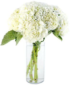 KaBloom Bouquet of Fresh White Hydrangeas with Vase