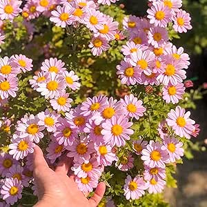 2000  Pyrethrum Tanacetum Chrysanthemum Seeds - Pyrethrum Tanacetum Coccineum Garden Flower Seeds - Perennial Flower Seeds, pink