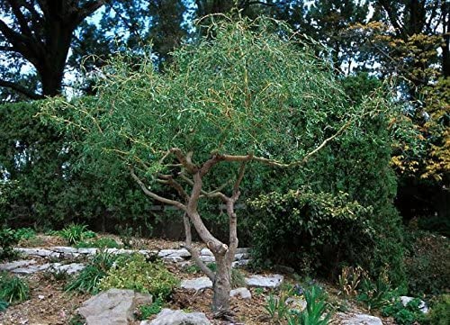 2 Corkscrew Willow Trees - Live Tree Cuttings - Branches and Leaves Curl Very Distinctly Grow 2 Corkscrew Willow Trees