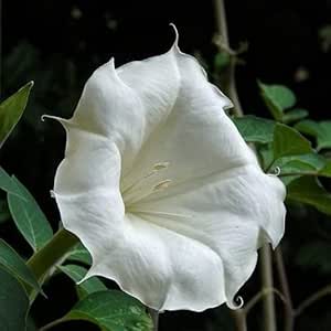 Moonflower Seeds Datura, 20 Seeds, White Flower