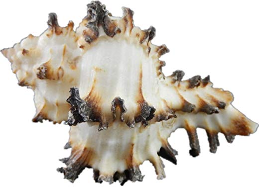 GraceAngie 2 Pieces/Pack 6-7 cm Natural Beach Shells SeaShells Aquarium Fish Tank Landscaping Decoration - Murex