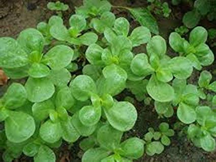 Seeds Common Purslane (Portulaca oleracea) Organic Heirloom Herb Seeds