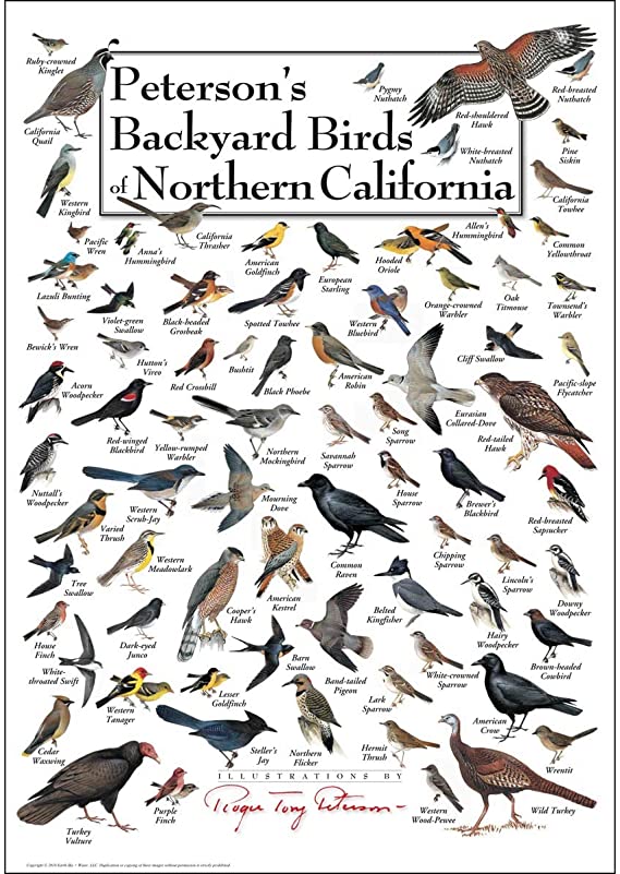 Earth Sky   Water Poster - Peterson's Backyard Birds of Northern California