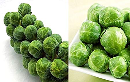100  ORGANICALLY Grown Long Island Improved Brussel Sprouts Seeds Heirloom Non-GMO, Delicious, Healthy, from USA