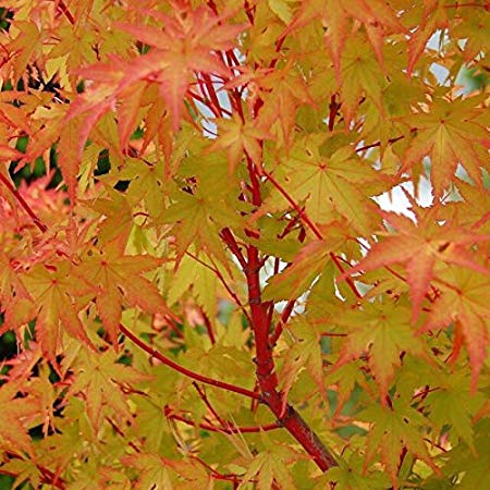 (1 Gallon) Coral Bark Japanese Maple - Most Outstanding Lovely red bark on The Younger Branches in The Winter and Colorful Foliage Throughout The Rest of The Year from Yellow to Green to Gold.