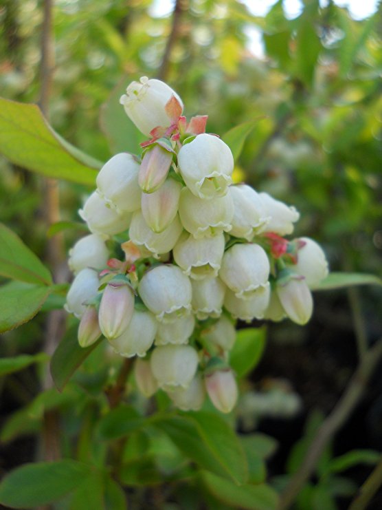 Patriot Blueberry Bush, fruit producing plant in 3 Gallon pot - Vaccinium Corymbosum 'Patriot'