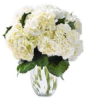 KaBloom Valentine's Day Collection: A Dance with Fresh Colombian Hydrangeas: 6 White Hydrangeas with Vase