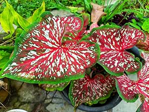 2 Carolyn Whorton Caladium Bulbs for Planting - Perennial Hosta, Elephant Ears, Fancy (2 Bulbs)