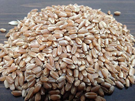 Non-GMO,Magic Grow Premium Wheatgrass Seed,Hard Red Winter (2 LB)