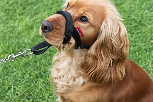 Champion Padded Headcollar Dog Training Halter Stops Dog Pulling Training Tool (3, Black)