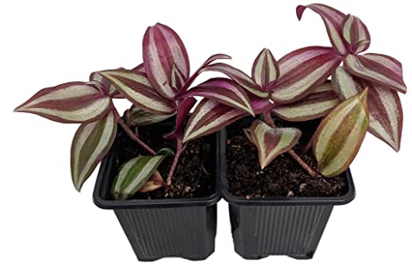 Purple Wandering Jew - 2- Plants - 3" Pots - Easy to Grow House Plant - Plant