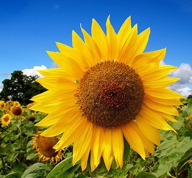 Go Green Sunflower Russian Giant Seeds (Pack of 50 seeds)