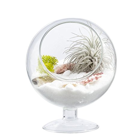 Mkono Air Plant Terrarium 5 Inch Succulent Glass Planter Container Plant Display Vase with Pedestal