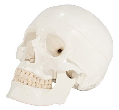 Axis Scientific 3 Part Life Size Human Skull