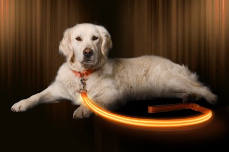 LED Dog Leash - USB Rechargeable - Make Your Dog More Visible and Safe - 6 Colors Red Blue Green Pink Orange and Yellow - Also Check our Matching Illumiseen LED Collar