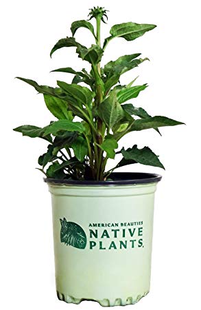 American Beauties Native Plants - Echinacea 'Green Twister' (Coneflower) Perennial, pink & green flowers, 1 - Size Container