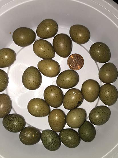 12  Fertile button quail eggs variety of color