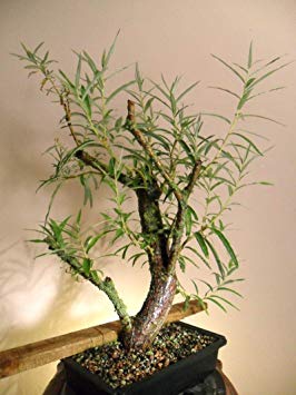 Bonsai White Willow Tree - Large Thick Trunk Cutting - Very Unique and Fast Growing Bonsai, Ships Bare Root