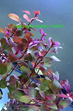 Exotic Live Aquatic Plant for Fresh Water Ludwigia repens 'Rubin' Potted P292 by Jayco Buy 2 GET 1 Free