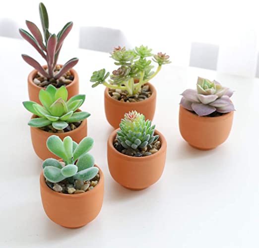 Artificial Succulent Plant Greenery Potted (6pcs Terracotta Pots)
