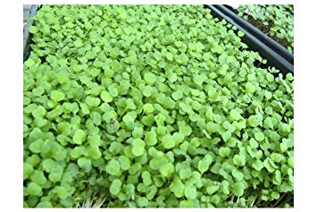Certified Organic Microgreens Growing Kit - Grow & Eat Microgreens : Trays, Seed, Soil, Mineral Fertilizer & More
