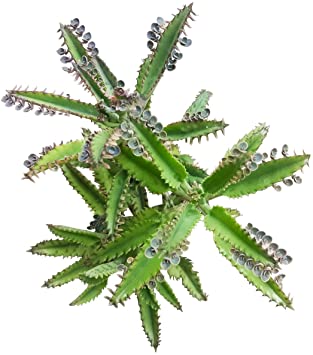 Mother of Thousands Kalanchoe (2 inch)