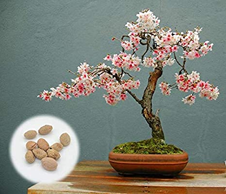 10 Japanese Flowering Cherry Blossom Bonsai Seeds, Fresh Exotic Rare Bonsai Seeds