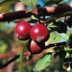 The Nedzwiecki Apple Tree 15 PCS Fresh Seeds. Organic Apple Seeds, Non-GMO