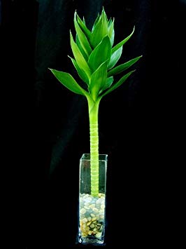 Jmbamboo - One Piece of Lotus Lucky Bamboo in a Square Glass Vase.