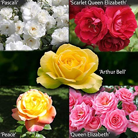 Garden Glamour Rose Bush Collection in 5 Varieties bare root