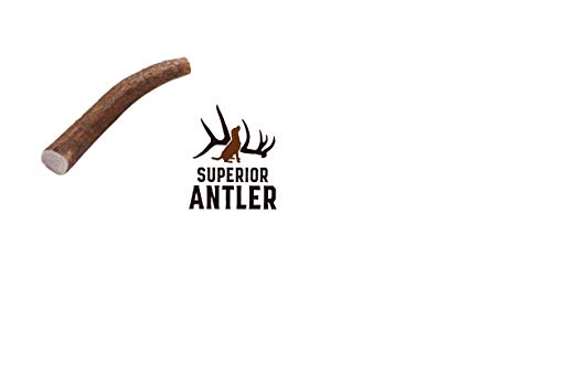 1-Small Whole Elk Antler–Single Pack. All Natural Premium Grade A. Antler Chew. L=4-7” Naturally shed, and Made in The USA. NO Odor, NO Mess. Guaranteed Satisfaction. for Dogs 10-25 LBS
