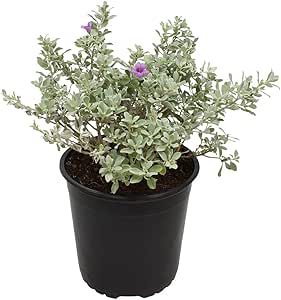 1G Silverado Sage Plant, Shrubs Live in Planters for Outdoor Plants Live, Live Plants Gardening Gifts, Live Plant Front Porch Decor, Sage Plants Edging for Landscaping, Garden Decor By Plants for Pets