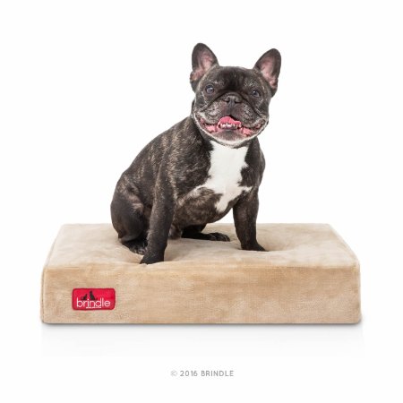 Brindle 4 Inch Solid Memory Foam Orthopedic Dog Bed with Removable Waterproof Velour Cover