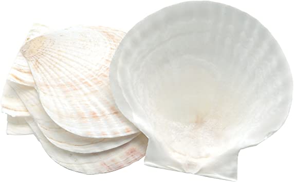 Nantucket Seafood Natural Baking Sea Shells, sizes may vary from 4.5" - 5", Set of 4