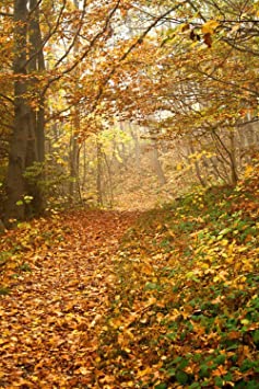 Gifts Delight Laminated 24x36 inches Poster: Autumn Forest Fall Foliage Colorful Way Path Trail Misty Nature Trees Season Outdoor Yellow Golden Wood Environment Orange Leaves Scenery