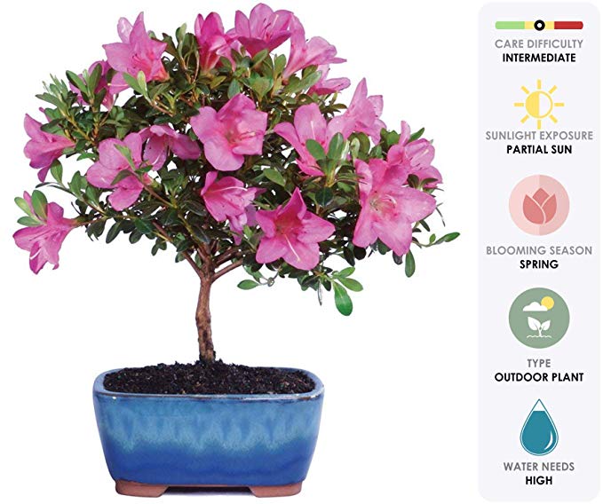 Brussel's Live Satsuki Azalea Outdoor Bonsai Tree - 6 Years Old; 8" to 10" Tall with Decorative Container
