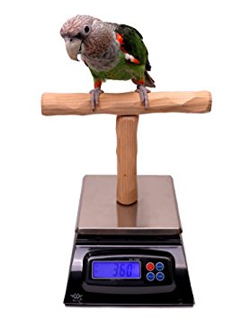 NU Perch Parrot Training Scale