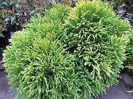 Globosa Nana, EXQUISITE, Dwarf Japanese Cedar, Dense, dome shaped foliage, droopy, weeping look. Evergreen-compact Moundy Plant, (Hydrangeas Shrub, Evergreens, Gardenia-gallon
