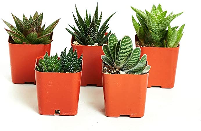 Shop Succulents Alluring Live Aloe Haworthia Hand Selected for Health, Size | Pack of Plants in 2" Pots, Collection of 5
