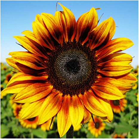 Package of 85 Seeds, Firecracker Sunflower (Helianthus annuus) Non-GMO Seeds By Seed Needs