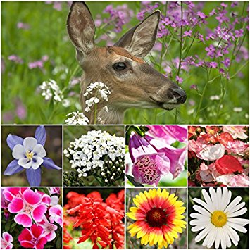 Bulk Package of 30,000 Seeds, Deer Resistant Wildflower Mixture (100% Pure Live Seed) Non-GMO Seeds by Seed Needs …