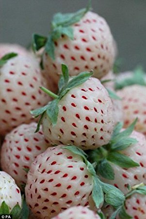 SD-0554 NEW White STRAWBERRY, GIANT, wild, LARGEST FRUIT, EVERBEARING (40seeds)