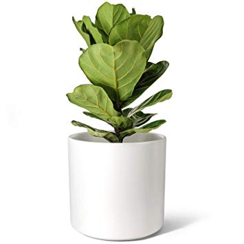 Mkono 10" Ceramic Planter Large Indoor Plant Pot Outdoor Modern Flower Pot with Drainage Plug Fits Mid Century Plant Stand for House Plants, Matte White