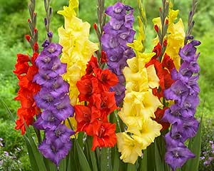 20 Gladiolus Bulbs, Mixed Colors - Sword Lily, Easy to Grow Perennial Garden or Container Flowers