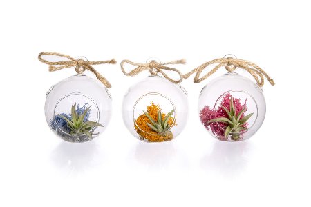 Hinterland Trading Hinterland Trading Multi Color Air Plant Terrarium Party Set