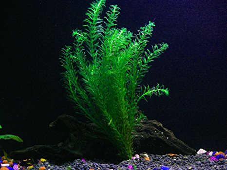 1 Imported Anacharis Bunch - 5  Stems | Egeria Densa - Beginner Tropical Live Aquarium Plant