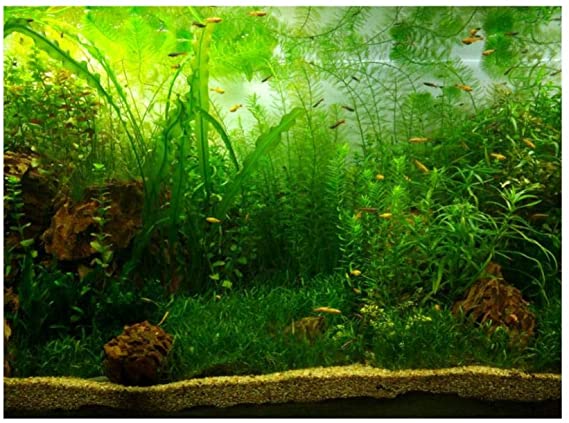 Aquarium Fish Tank Background Poster PVC Adhesive Decor Paper Green Water Grass Aquatic Style Like Real(24.02x11.81in)